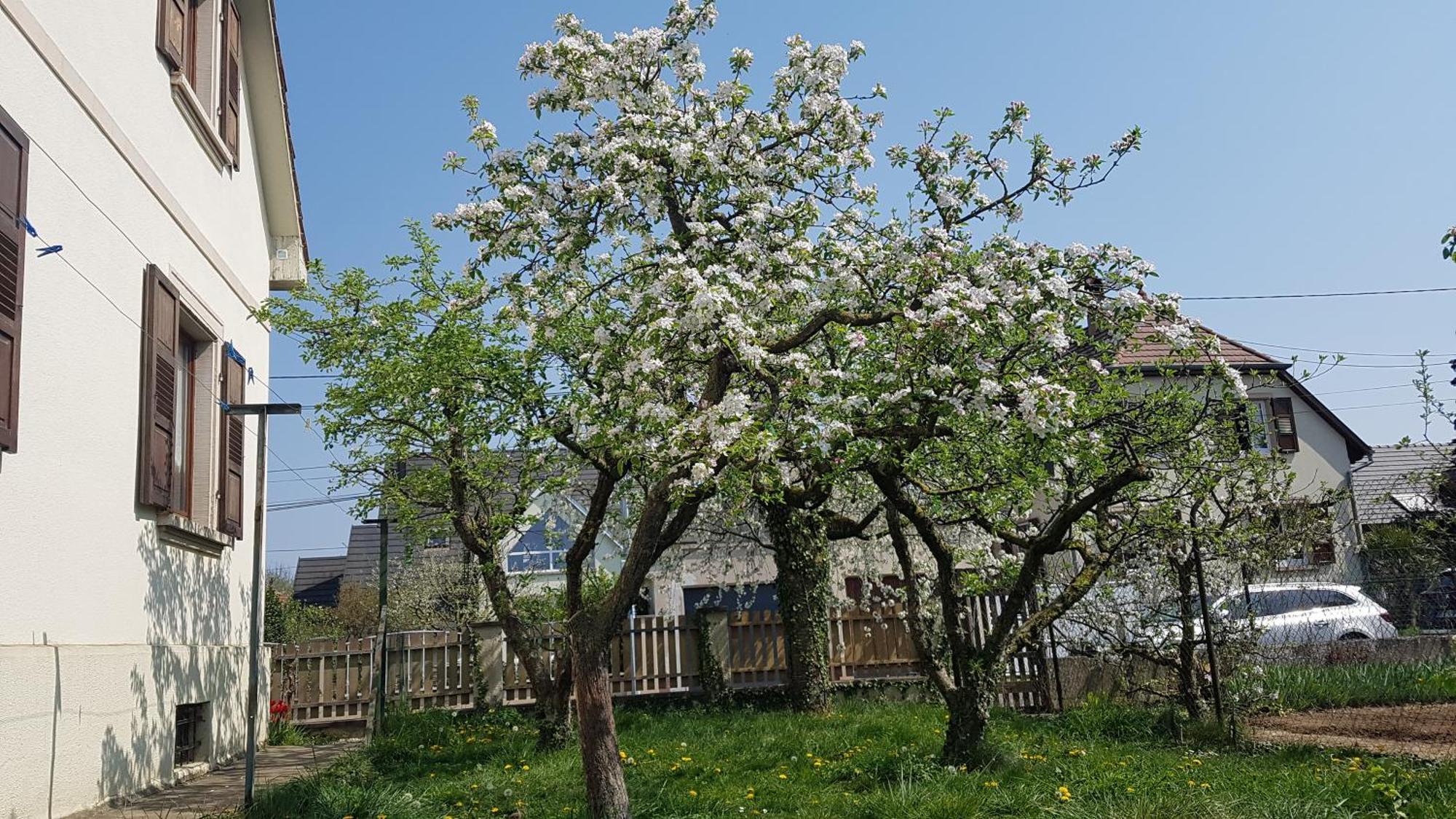 Maison Les 3 Roses Wolfisheim Eksteriør billede